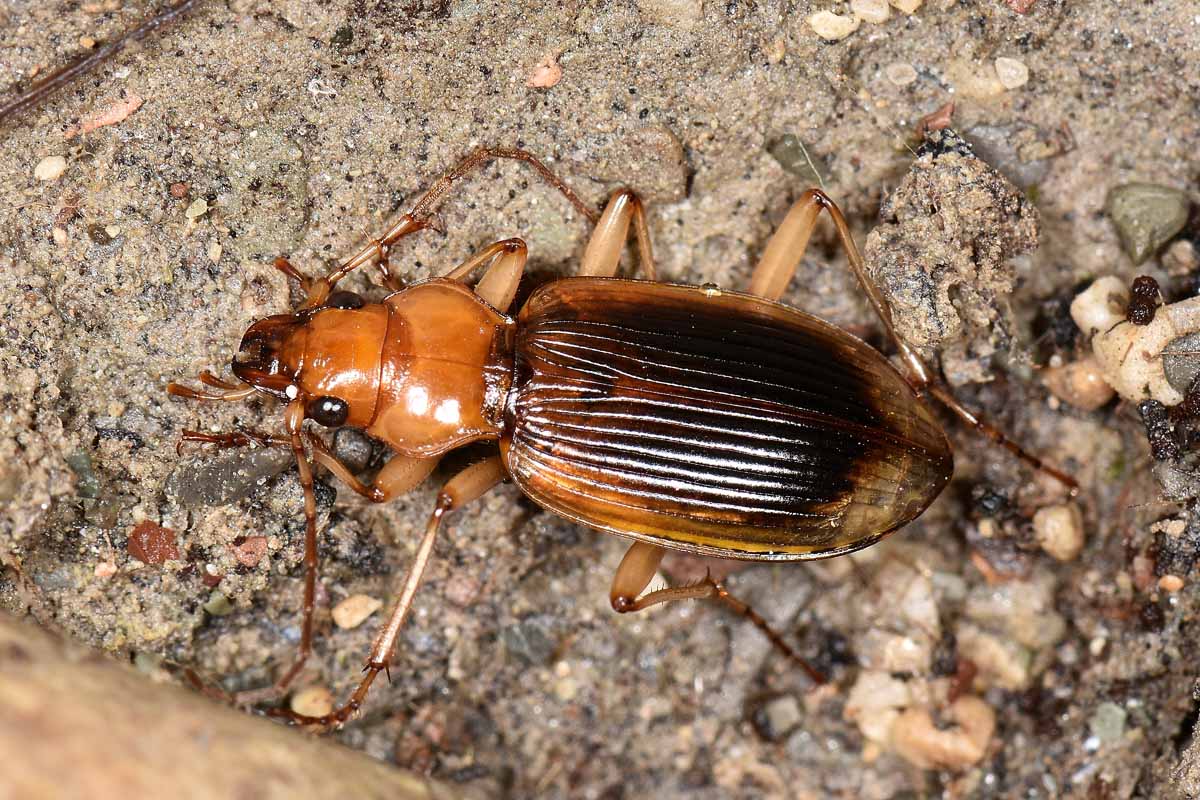 Carabidae: Tra le pietre del fiume Sangro. Nebria psammodes